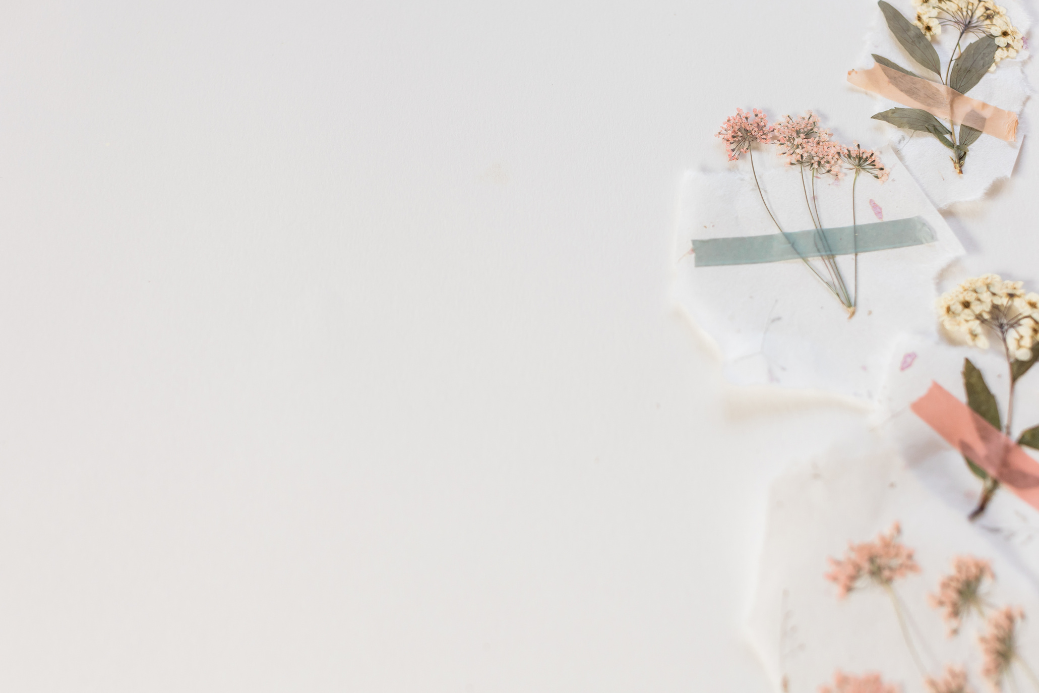 Pressed Flowers on White Background